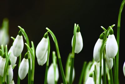 Snowdrops